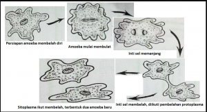gambarlah proses perkembangbiakan dengan cara membelah diri pada amoeba